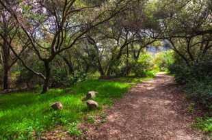 Elfin Forest-8603.jpg Elfin Forest-8603.jpg